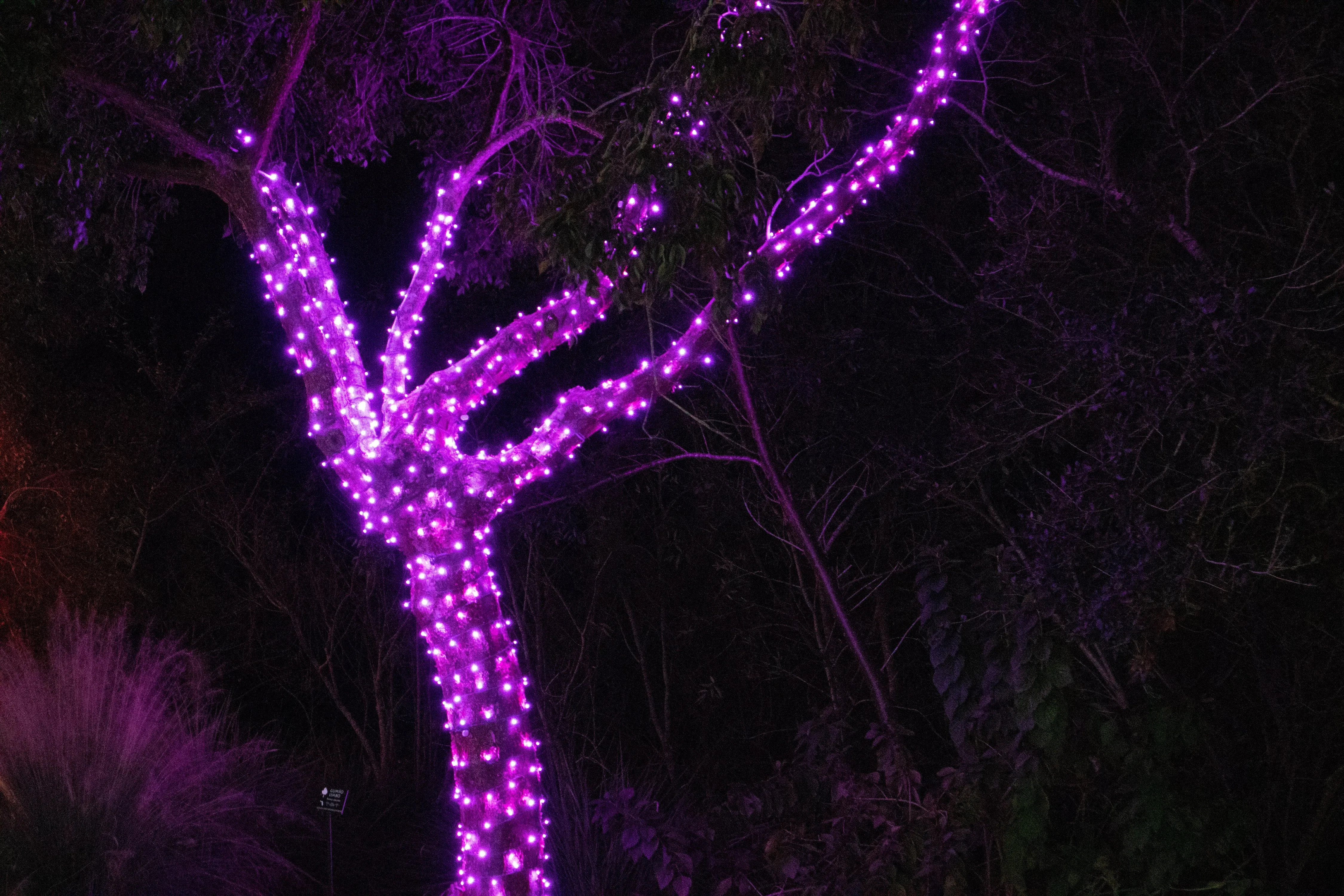 5mm LED Christmas Lights 50L Pink